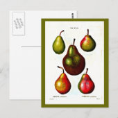 Postale Carte postale-Botaniques-Pierre Joseph Redoute 11 (Devant / Derrière)