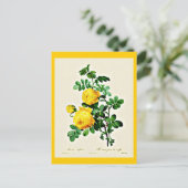 Postale Carte postale-Botaniques-Pierre Joseph Redoute 13 (Debout devant)