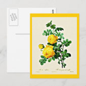 Postale Carte postale-Botaniques-Pierre Joseph Redoute 13 (Devant / Derrière)