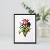 Postale Carte postale-Botaniques-Pierre Joseph Redoute 15 (Debout devant)