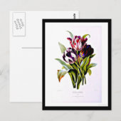 Postale Carte postale-Botaniques-Pierre Joseph Redoute 15 (Devant / Derrière)