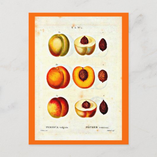 Postale Carte postale-Botaniques-Pierre Joseph Redoute 17 (Devant)