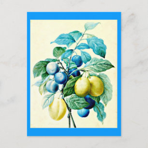 Postale Carte postale-Botaniques-Pierre Joseph Redoute 21