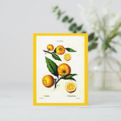 Postale Carte postale-Botaniques-Pierre Joseph Redoute 23 (Debout devant)