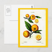 Postale Carte postale-Botaniques-Pierre Joseph Redoute 23 (Devant / Derrière)