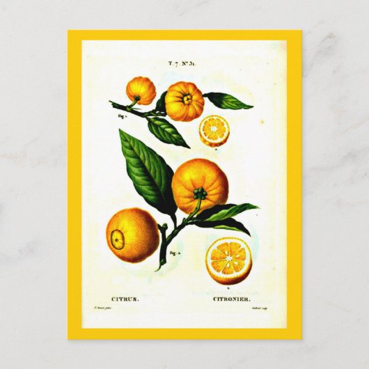 Postale Carte postale-Botaniques-Pierre Joseph Redoute 23 (Devant)