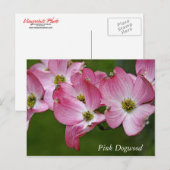 Postale Carte postale:  Dogwood horizontal (Devant / Derrière)