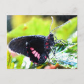 Postale Carte postale/Doris Longwing Butterfly (Devant)