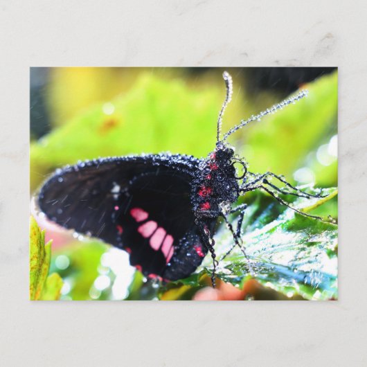 Postale Carte postale/Doris Longwing Butterfly (Devant)