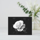 Postale Carte postale-Fleurs-41 (Debout devant)