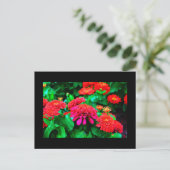 Postale Carte postale-Fleurs-61 (Debout devant)