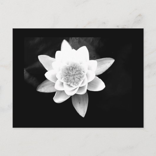 Postale Carte postale-Fleurs-63 (Devant)