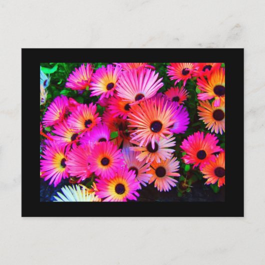 Postale Carte postale-Fleurs-68 (Devant)