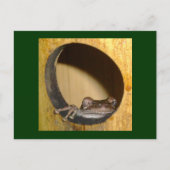 Postale Carte postale, Frog House (Devant)