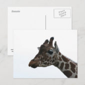Postale Carte postale: Girafe (Devant / Derrière)