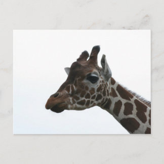 Postale Carte postale: Girafe
