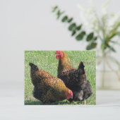 Postale Carte postale, Hen Sisters (Debout devant)