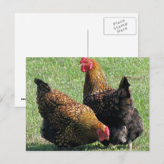 Postale Carte postale, Hen Sisters (Devant / Derrière)