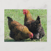 Postale Carte postale, Hen Sisters (Devant)