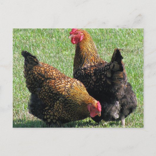 Postale Carte postale, Hen Sisters (Devant)