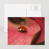 Postale Carte Postale-Insectes-Le Bug De La Dame (Devant / Derrière)