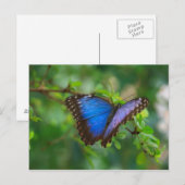 Postale Carte Postale-Insects-A Papillon Bleu (Devant / Derrière)
