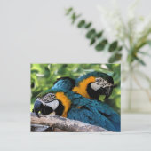 Postale Carte postale/Macaws (Debout devant)