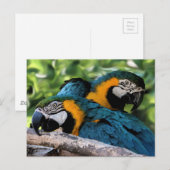 Postale Carte postale/Macaws (Devant / Derrière)