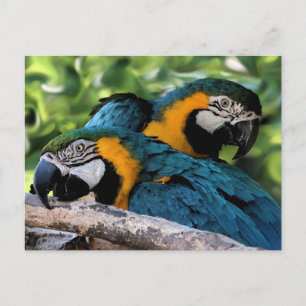 Postale Carte postale/Macaws