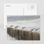 Postale Carte postale: Mouettes (Devant / Derrière)