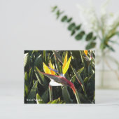 Postale Carte postale, Oiseau du Paradis (Debout devant)