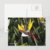 Postale Carte postale, Oiseau du Paradis (Devant / Derrière)