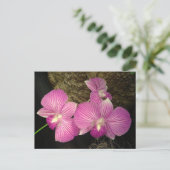 Postale Carte postale: Orchidées pourpres (Debout devant)