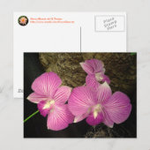 Postale Carte postale: Orchidées pourpres (Devant / Derrière)