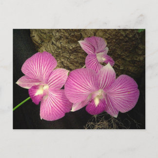Postale Carte postale: Orchidées pourpres