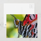 Postale Carte postale/Papillon dame peint (Devant / Derrière)