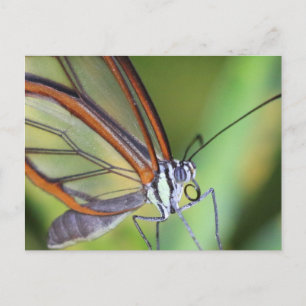 Postale Carte postale/Papillon en verre du Costa Rica