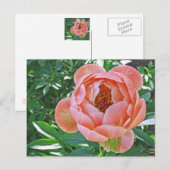 Postale carte postale, "PEACHY PINK PEONY" (Devant / Derrière)