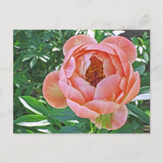 Postale carte postale, "PEACHY PINK PEONY" (Devant)