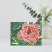 Postale carte postale, "PEACHY PINK PEONY" (Debout devant)