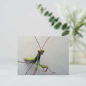 Postale Carte postale, photo de l'insecte Mantis de la pri (Debout devant)