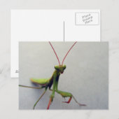 Postale Carte postale, photo de l'insecte Mantis de la pri (Devant / Derrière)