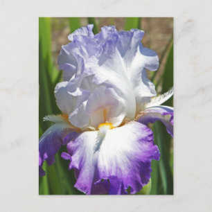 Postale carte postale, "PURPLE & WHITE IRIS AVEC TOUCHE D'