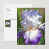 Postale carte postale, "PURPLE & WHITE IRIS AVEC TOUCHE D' (Devant / Derrière)
