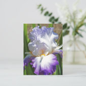 Postale carte postale, "PURPLE & WHITE IRIS AVEC TOUCHE D' (Debout devant)