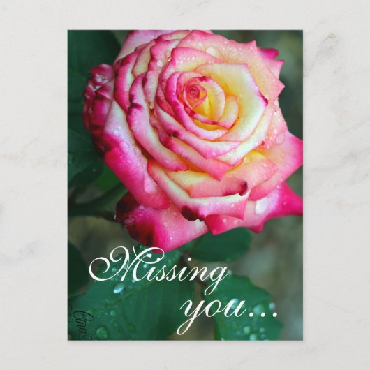 Postale Carte postale/rose et rose blanche (Devant)