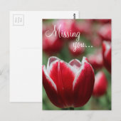 Postale Carte postale/Tulip (Devant / Derrière)