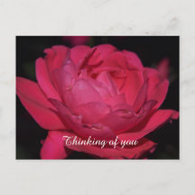 Carte postale. Un rose sous un autre nom