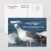 Postale Carte postale:  Vous regardez Gull (Devant / Derrière)