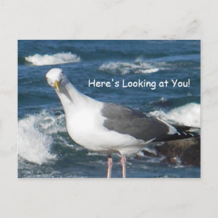 Postale Carte postale:  Vous regardez Gull